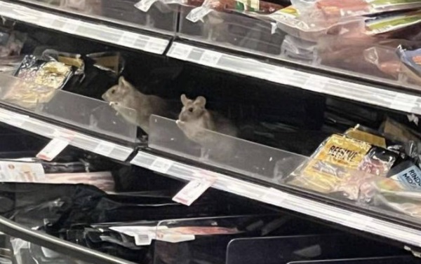 背包客纽西兰超市买晚餐 菜肴盆惊见活老鼠