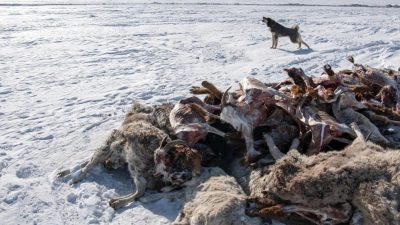 蒙古严冬迎暴风雪 200多万牲畜死亡
