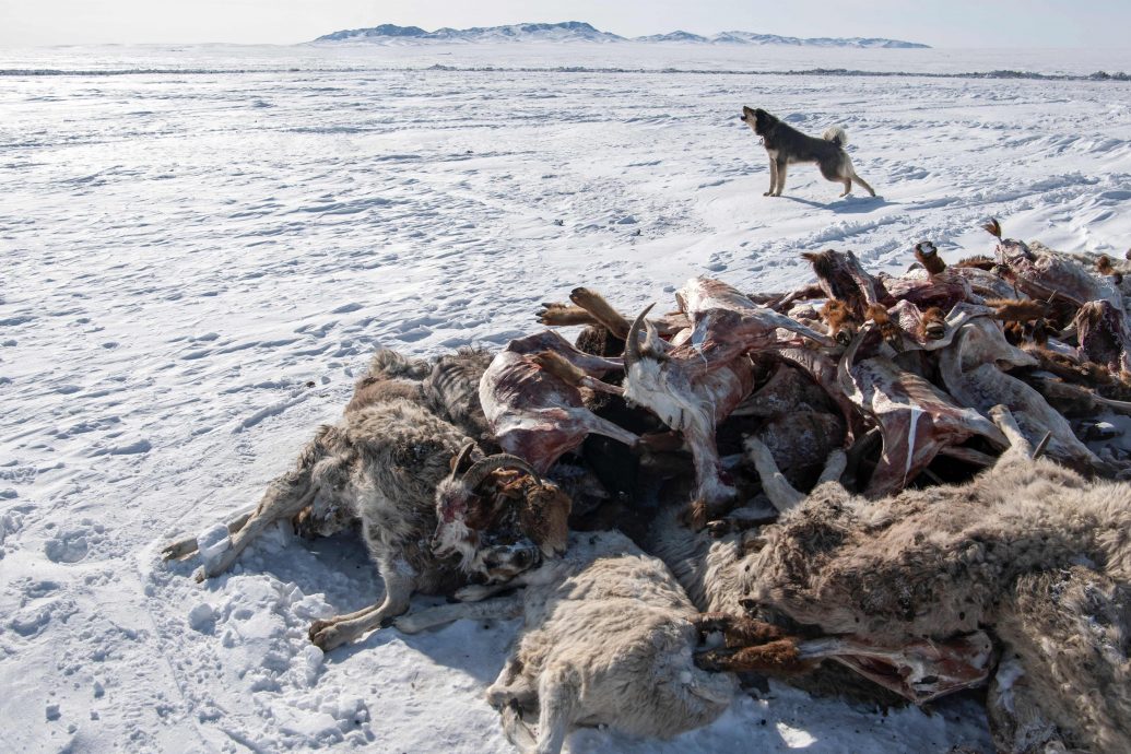 蒙古严冬迎暴风雪 200多万牲畜死亡