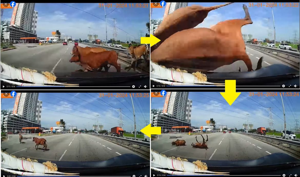 视频 | 轿车来不及闪撞牛群 牛没事车头很伤！