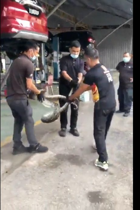 视频|大蟒蛇躲汽车引擎 3男子汉徒手奋力拉出