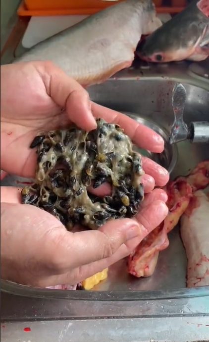 视频|捕获超重巴丁鱼 钓客：原来满腹都是吸螺 ！