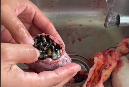 视频|捕获超重巴丁鱼 钓客：原来满腹都是吸螺 ！
