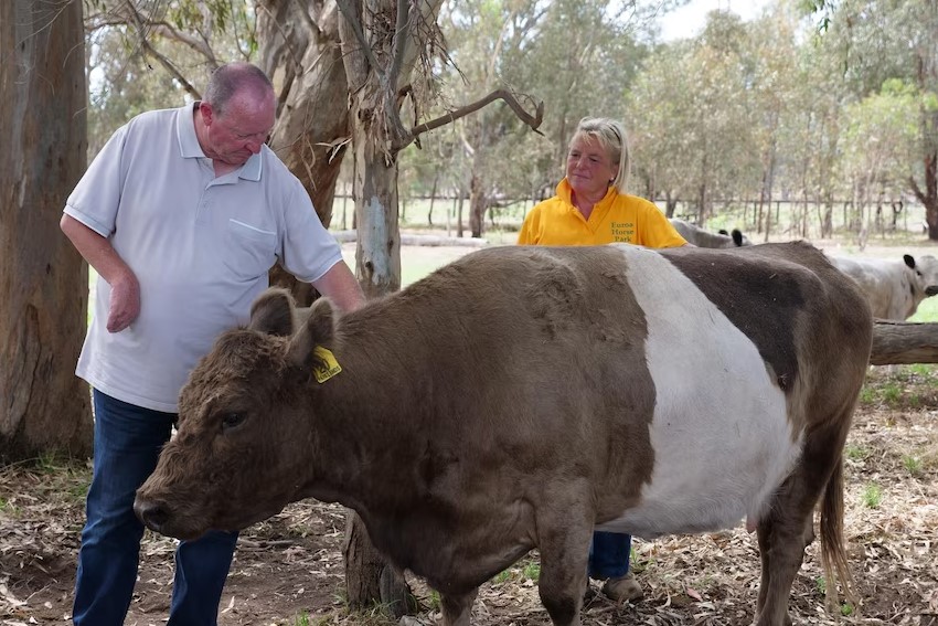 训练动物辅助治疗病人　与牛只交流可放松心情