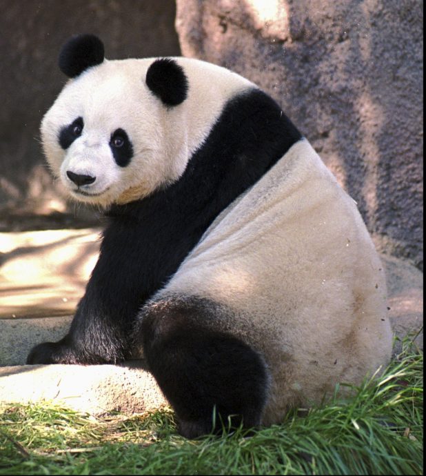 重启熊猫外交 中国拟向美动物园赠送新一对大熊猫