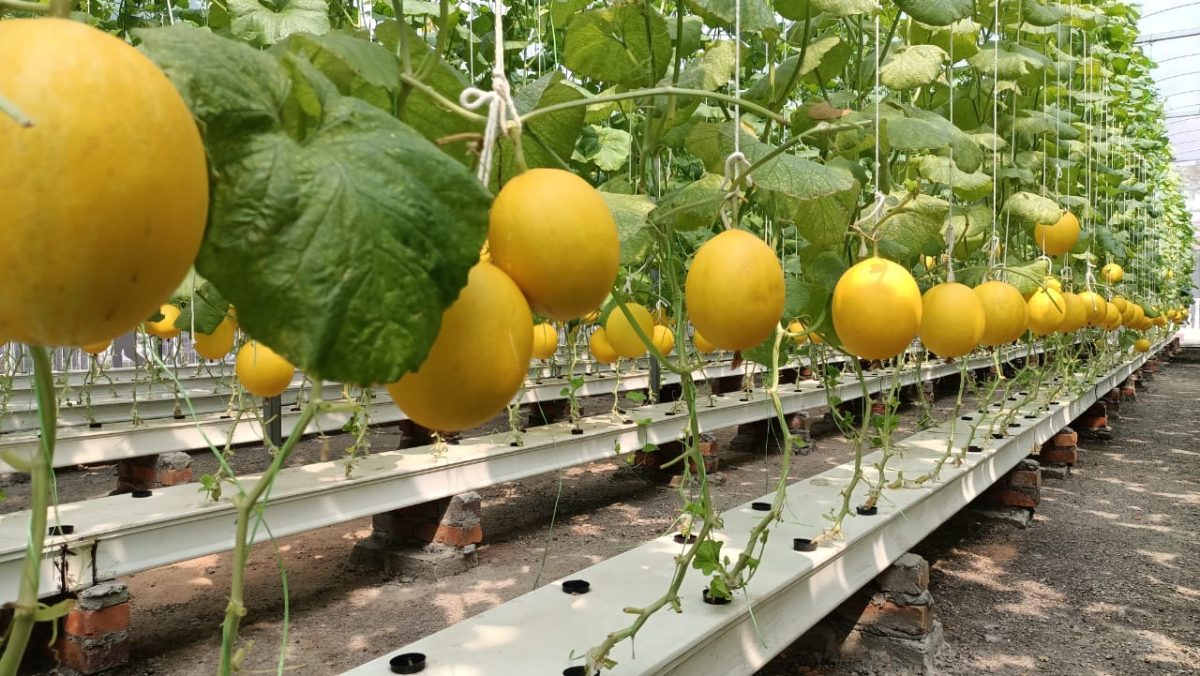 雪“城市农业”打造温室种植园 培植新品种蜜瓜拓商机