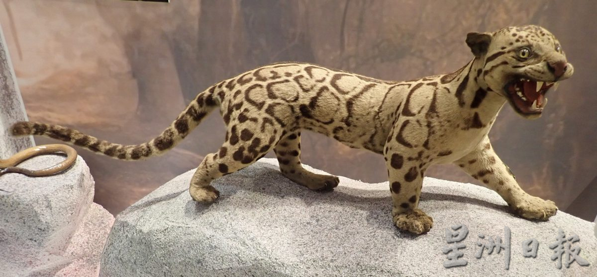 霹博物馆办展览 展出50种动物标本