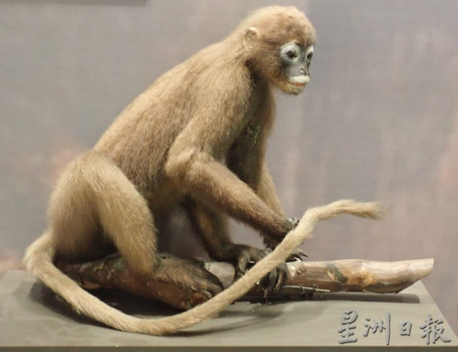 霹博物馆办展览 展出50种动物标本