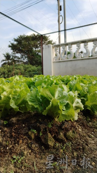 霹：未签／封底主文／农的传人／陈秀英新年自家种生菜 翠绿新鲜带香气