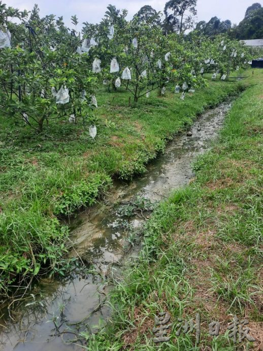 （古城封面主文）水利灌溉局抽水机损坏，武吉南眉农民10天没水灌溉 农作物枯死