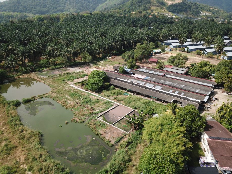 （大北马）居林河及阿逸美拉河出现“黑水怀疑是威中区双溪里武村养猪场的污水或废水排放