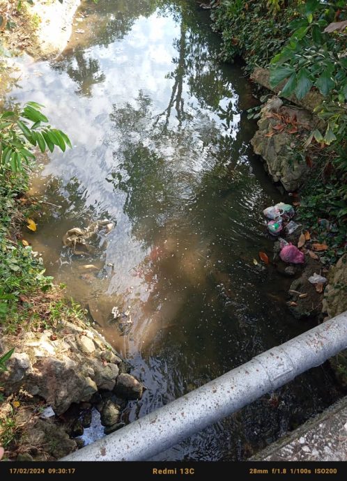（大北马）居林河及阿逸美拉河出现“黑水怀疑是威中区双溪里武村养猪场的污水或废水排放