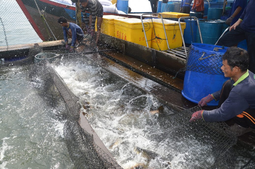 （大北马）槟州海上养鱼问题仍陷泥沼