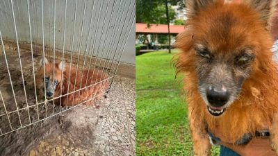 “粪笼”住5年宠物狗 获救后结扎暂住寄养家庭