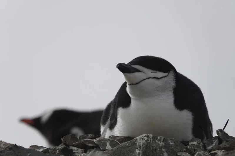 H5N1禽流感首度入侵南极洲大陆 企鹅如临大敌