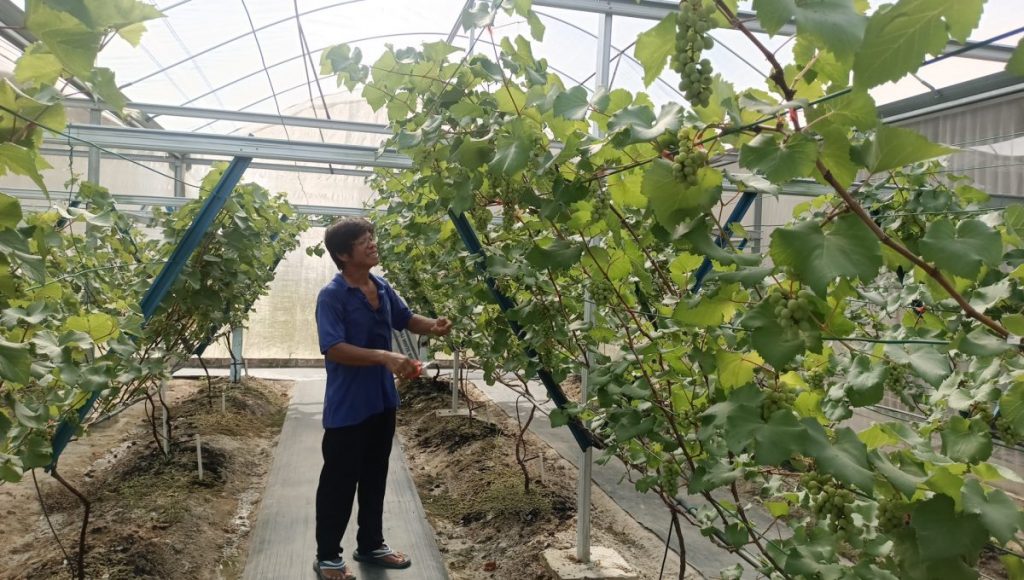 采温室网 有机技术．本地种出超甜葡萄