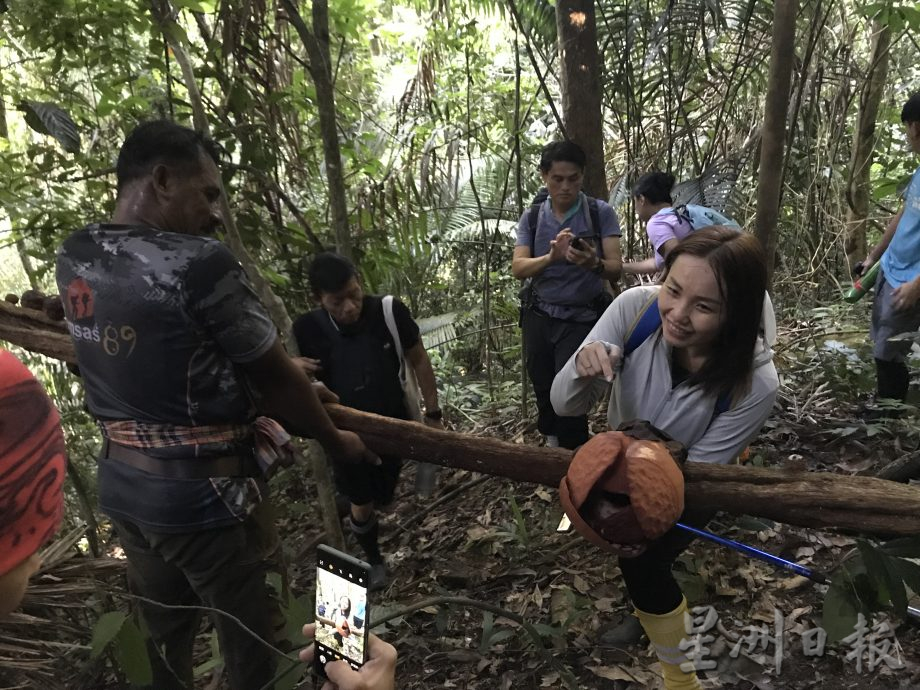 上霹雳青星山脉大王花 阿兹兰属“迷你版”