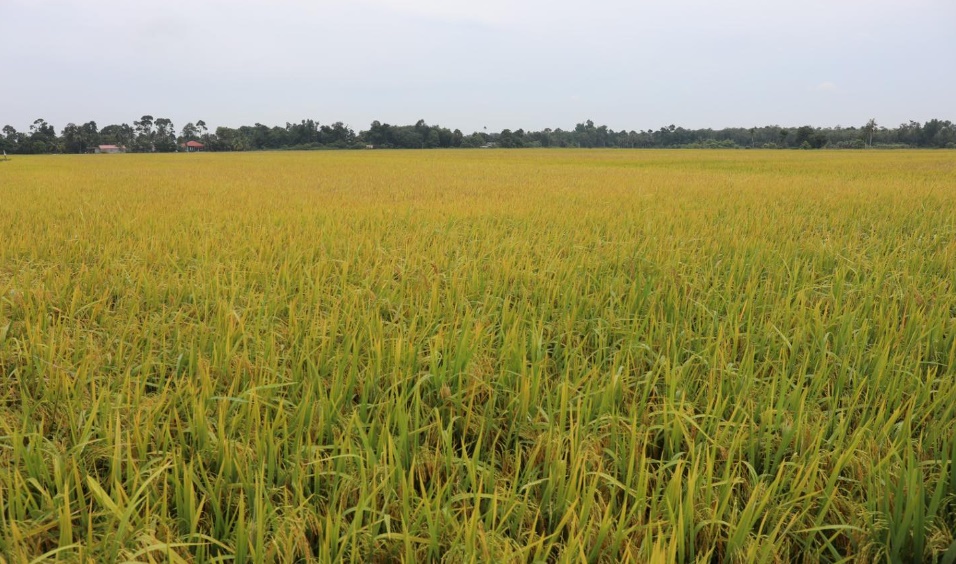 东：丹州迄今共有2630名稻农受到干旱影响。