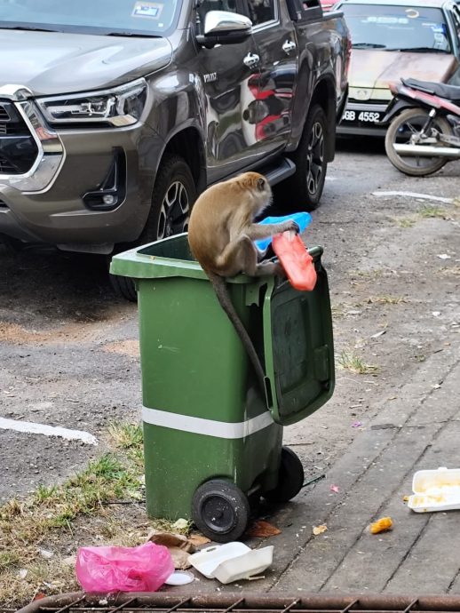 东：野猴常捣乱翻垃圾桶，商家希望野生动物局派人捕捉