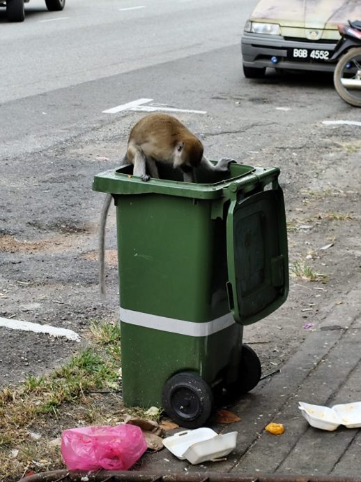 东：野猴常捣乱翻垃圾桶，商家希望野生动物局派人捕捉