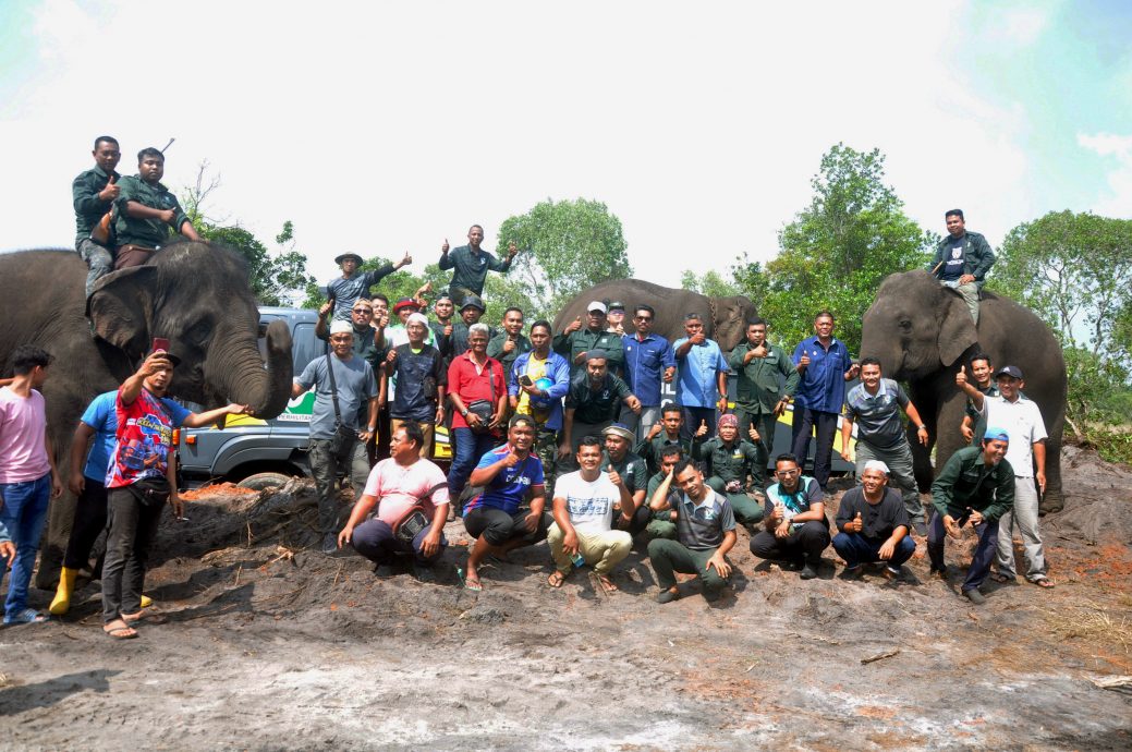 东：PERHILITAN日前成功捕获的雄性野象，今日被载往国家公园内放生。