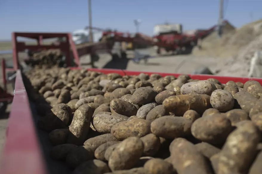 促政府取消将马铃薯重新归类  美参议员：恐有损农业