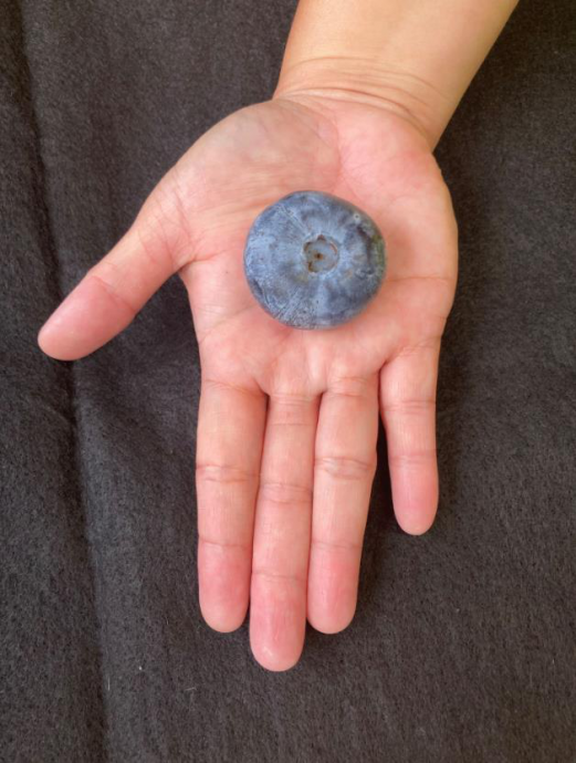 和台球那么大！澳洲果农种出超巨蓝莓打破世界纪录