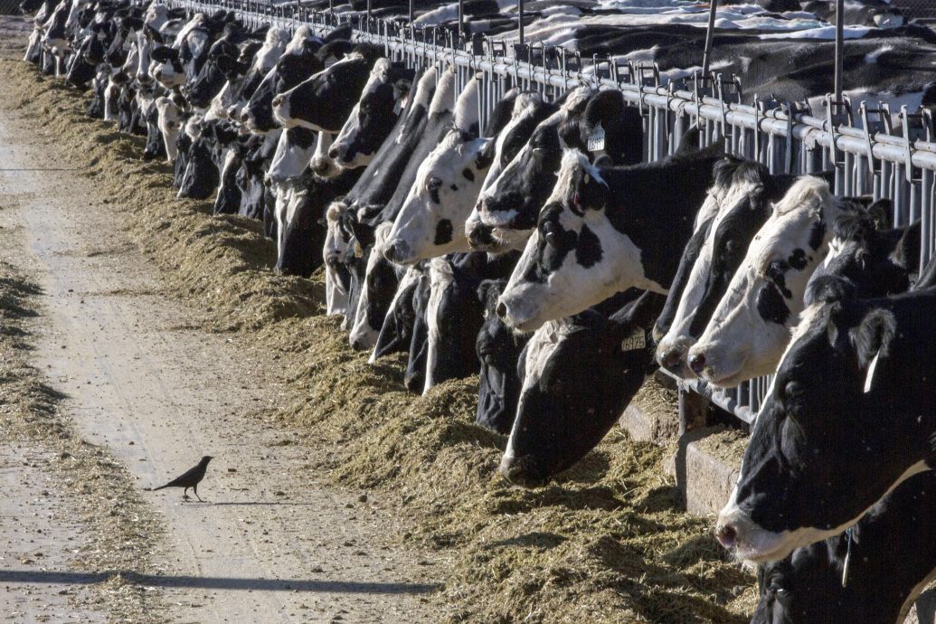多州乳牛验出禽流感 美官员：不影响乳制品供应