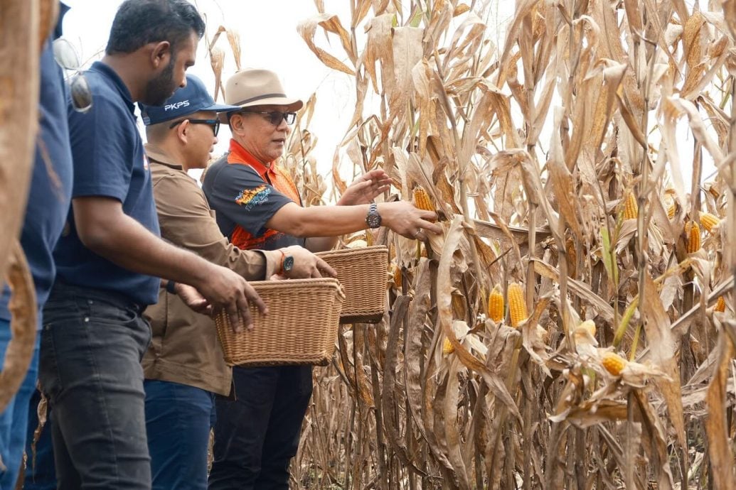 州议会/依兹汉：欢迎有兴趣者策略合作种植玉米粒