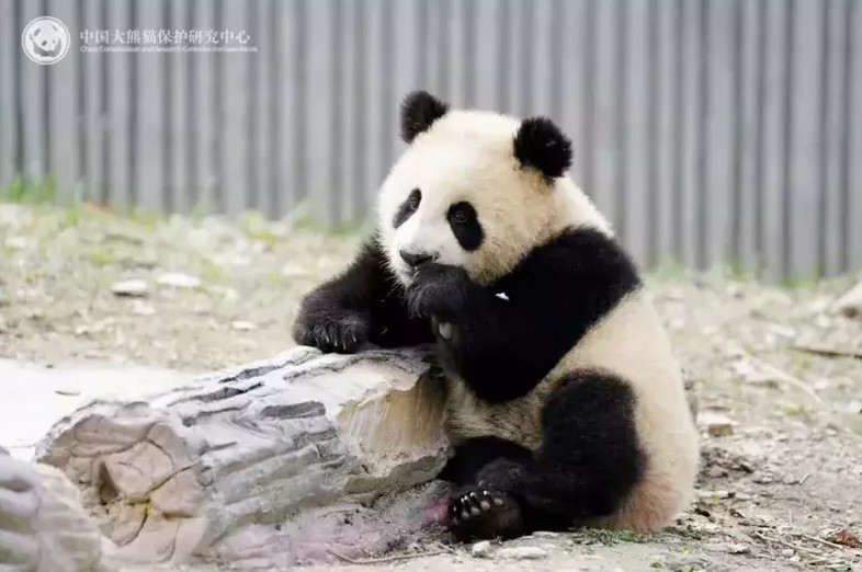 患罕见肠梗阻并发肠套叠 大熊猫“青糍”抢救无效