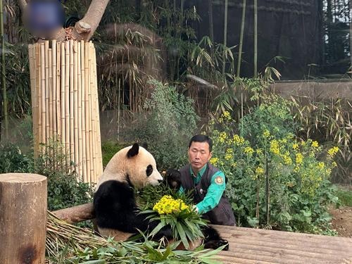 拚图三图)旅韩大熊猫“福宝”回国前最后一天与公众见面 数千韩国民众前往送别