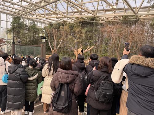 拚图三图)旅韩大熊猫“福宝”回国前最后一天与公众见面 数千韩国民众前往送别