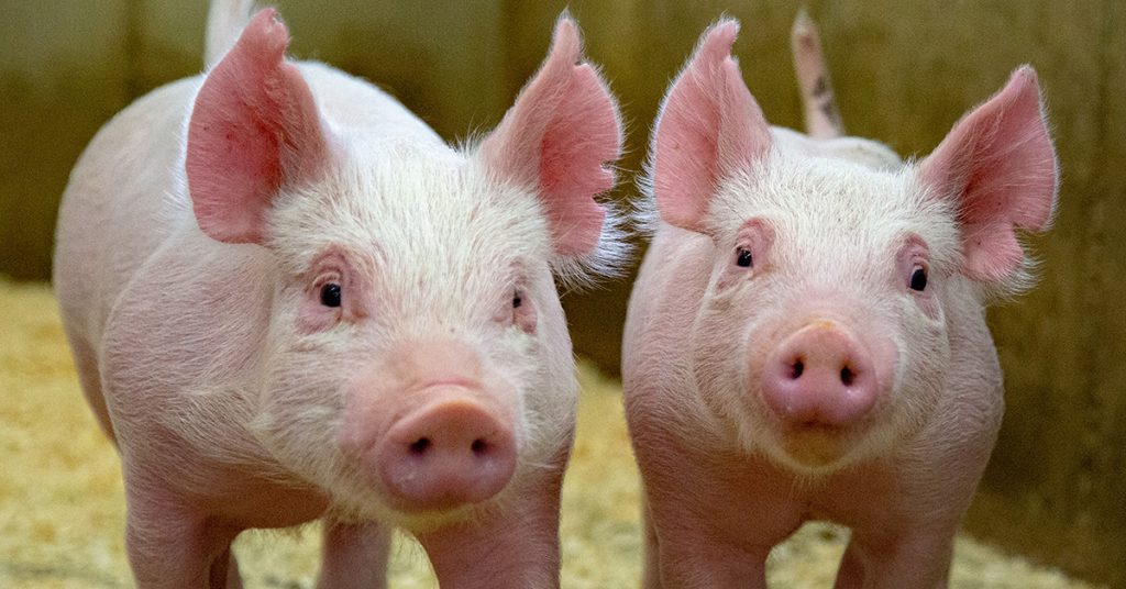 猪有两个部位脏到不能吃？　国外专家揭原因曝：两族群吃了恐生病