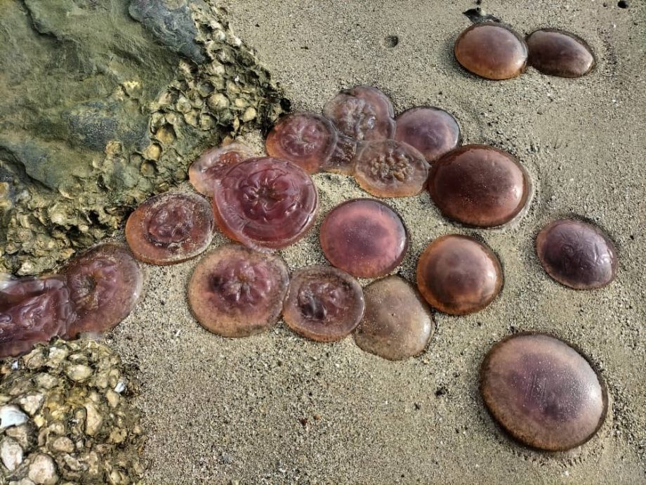 瓜拉班尤海滩出现大批水母搁浅 沙渔业局促民众勿触摸