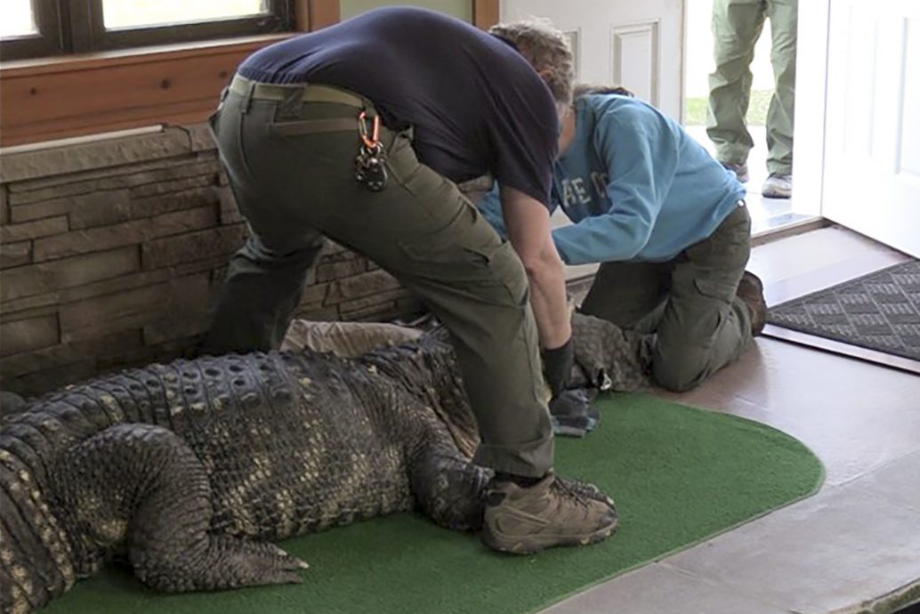 男子自家养著350公斤鳄鱼“宠物”任人摸 警方将它带走