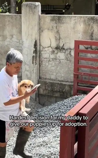 视频 | 收容所主人将小狗送人领养 泣不成声向母狗道歉