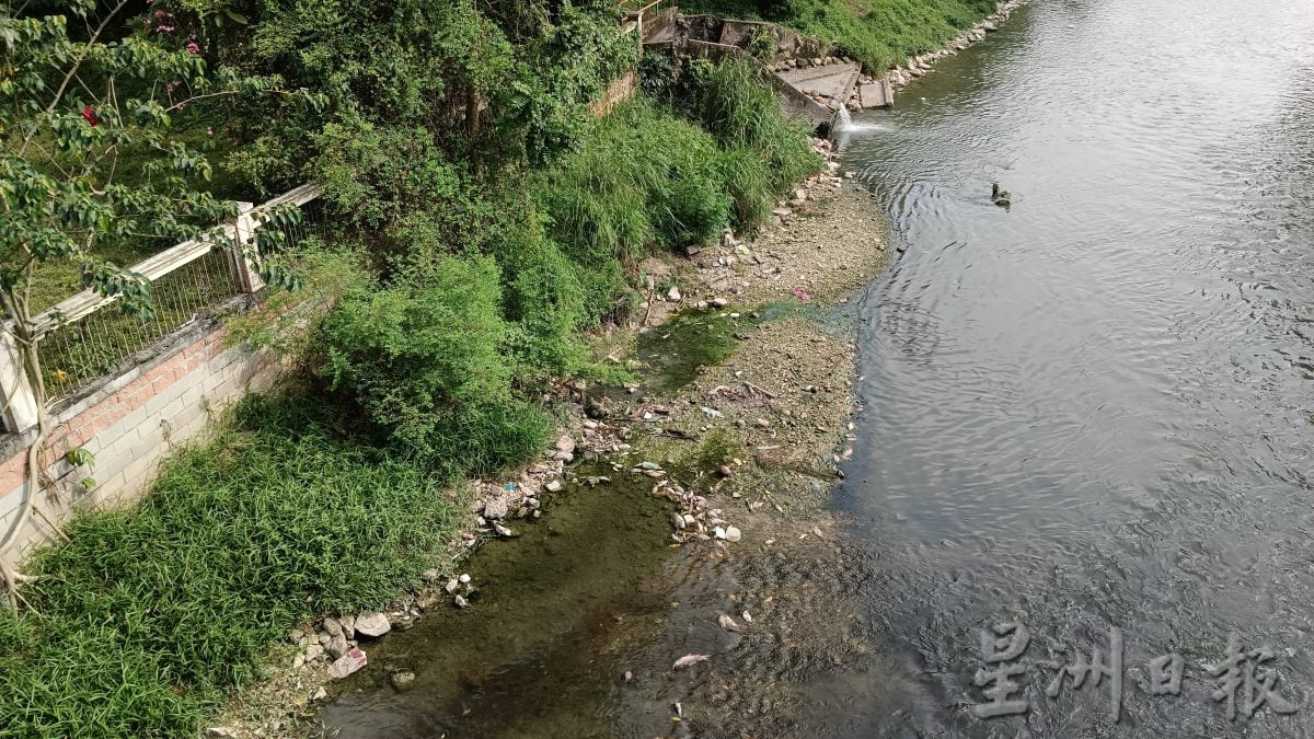 鄭國霖：近打河出現集體死魚 分析河水樣本找導因  