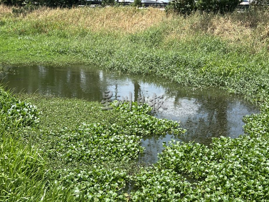 （古城封底主文）水位低植物大量覆盖河面·“绿油油”阻碍排水