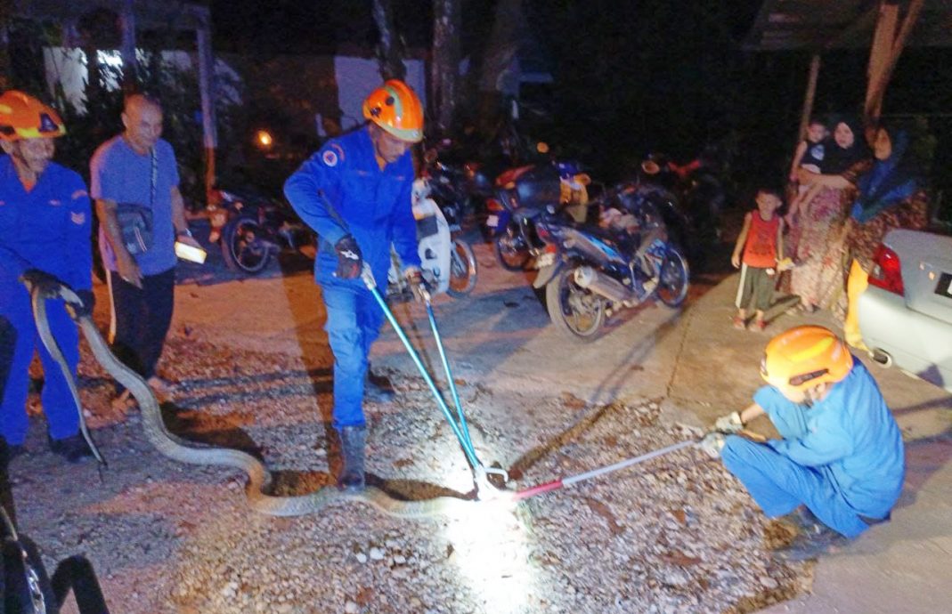 天气太热，眼镜蛇闯民宅避暑！