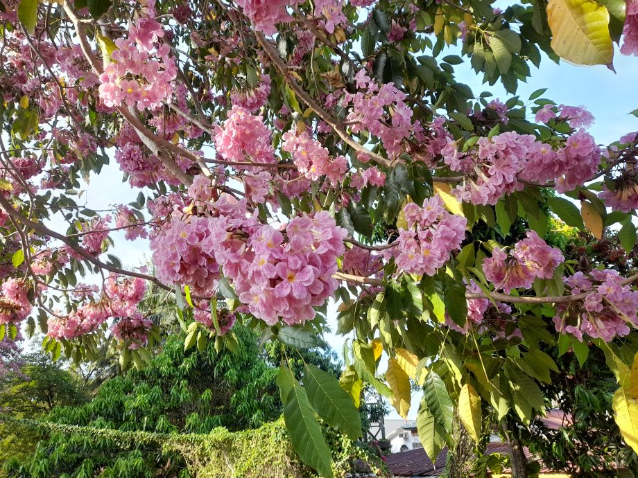 （大北马）热天催生风铃木 米都到处“樱花”纵放！