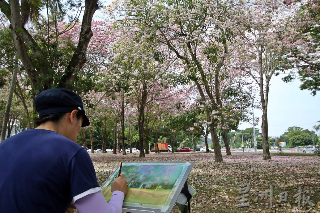 （大北马）风铃木盛开 槟亮丽风景线