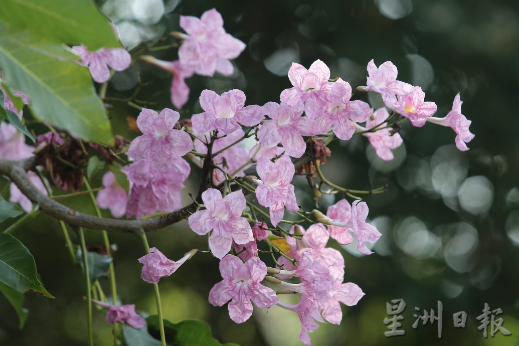 （大北马）风铃木盛开 槟亮丽风景线