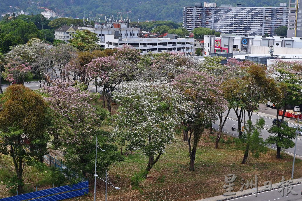 （大北马）风铃木盛开 槟亮丽风景线