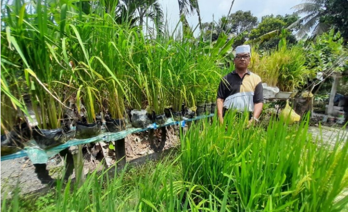 （已签发）柔：住家种稻300株 城市农夫3个月后收成2公斤白米