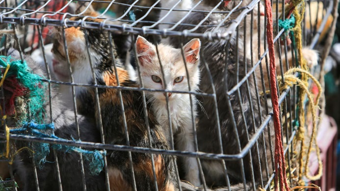 （已签发）柔：狮城二三事：43只猫弃空屋不给吃喝3个月 男子被控上庭