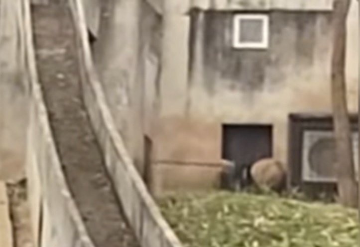 （视频）饲养员用铁铲驱打大熊猫 中心致歉 饲养员丢饭碗