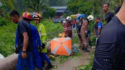 狂风暴雨大树倒下 86岁妇女被压死