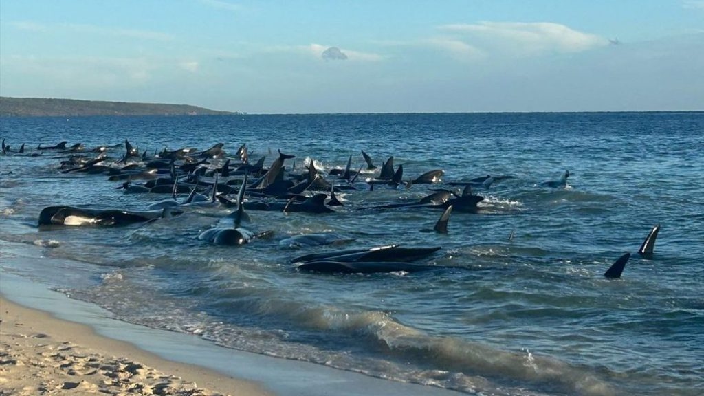 160头领航鲸在澳洲海滩搁浅 或难逃被安乐死命运