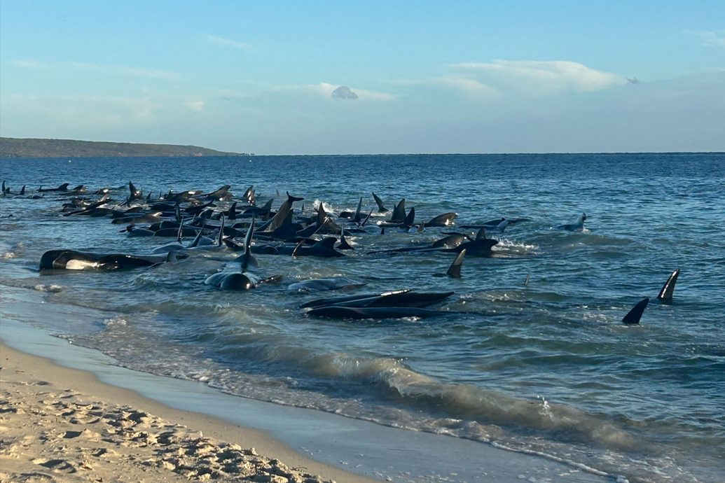 160头领航鲸在澳洲海滩搁浅 或难逃被安乐死命运