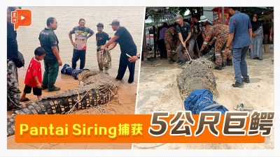 马六甲海岸捕获5公尺巨鳄 民众争相抚摸拍照